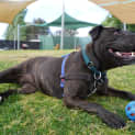 Photo of Maple