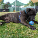 Photo of Maple