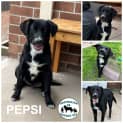 Photo of Pepsi