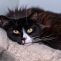 Photo of Shadow