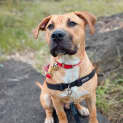Photo of Cooper
