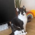 Photo of Enzo