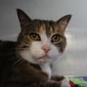 Photo of Annie