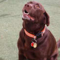 Photo of Ivy