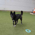 Photo of Lucky