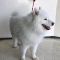 Photo of Gouda
