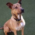 Photo of Bailey