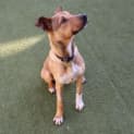 Photo of Bailey