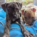 Photo of Miss Marlie (Was Cocoa Bean)