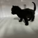 Photo of Shadow
