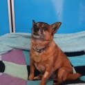 Photo of Toby