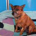 Photo of Toby