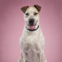 Photo of Lady