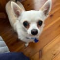 Photo of Monte 🐶 2yo Chihuahua (On Trial 5/11/23)