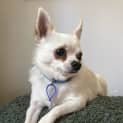 Photo of Monte 🐶 2yo Chihuahua (On Trial 5/11/23)