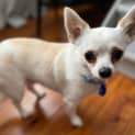 Photo of Monte 🐶 2yo Chihuahua (On Trial 5/11/23)