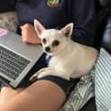 Photo of Monte 🐶 2yo Chihuahua (On Trial 5/11/23)