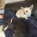 Photo of Monte 🐶 2yo Chihuahua (On Trial 5/11/23)
