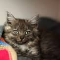 Photo of Polly