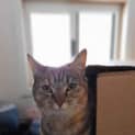 Photo of Nala   Mowbray