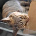 Photo of Nala   Mowbray