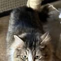 Photo of Izzy