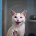 Photo of Olaf