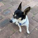 Photo of Gus 🏆 8yo Mini Foxy (Trial 3/11/23)
