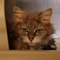 Photo of Fluffy