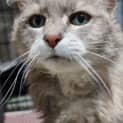 Photo of Fluffy