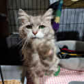 Photo of Fluffy