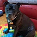 Photo of Kichi