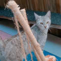Photo of Jasmine