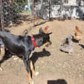 Photo of Teddy *$250 Adoption Fee*