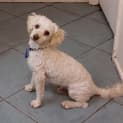 Photo of Benji