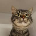 Photo of Merlin