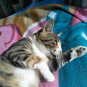 Photo of Bella