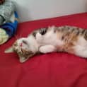 Photo of Bella