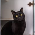 Photo of Noir
