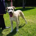 Photo of Boone