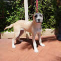Photo of Boone