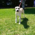Photo of Boone