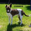 Photo of Cobber