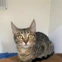 Photo of Sassy