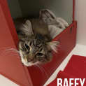 Photo of Raffy