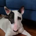 Photo of Muffin