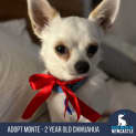 Photo of Monte 🐶 2yo Chihuahua (On Trial 5/11/23)