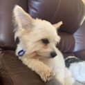 Photo of Snoopy & Oscar   7 & 9 Year Old Terrier X (Trial)