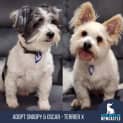 Photo of Snoopy & Oscar   7 & 9 Year Old Terrier X (Trial)