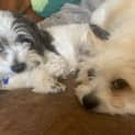 Photo of Snoopy & Oscar   7 & 9 Year Old Terrier X (Trial)